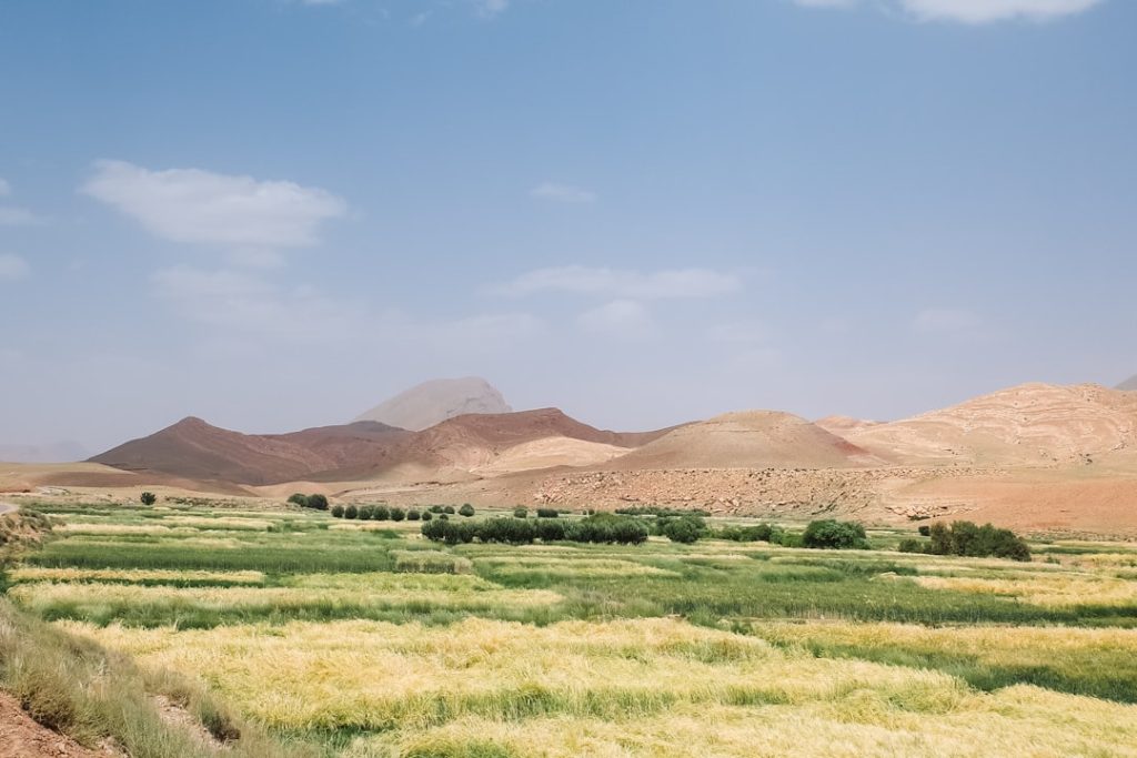 המהפכה החקלאית הבאה מגיעה מהמדבר